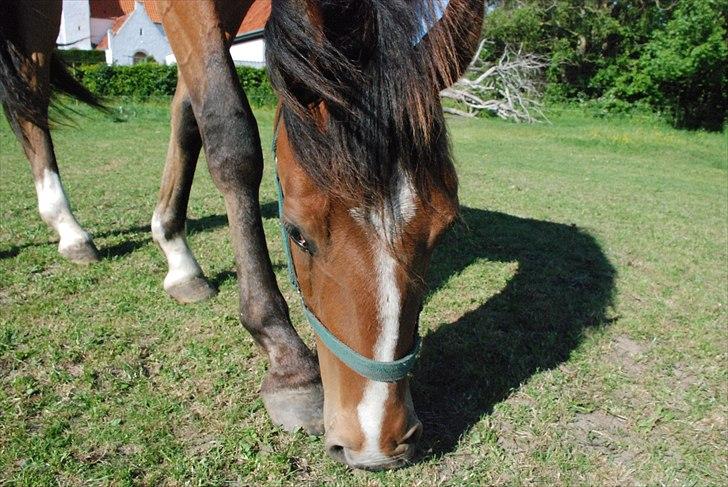 Anden særlig race fire walkers aslan billede 16
