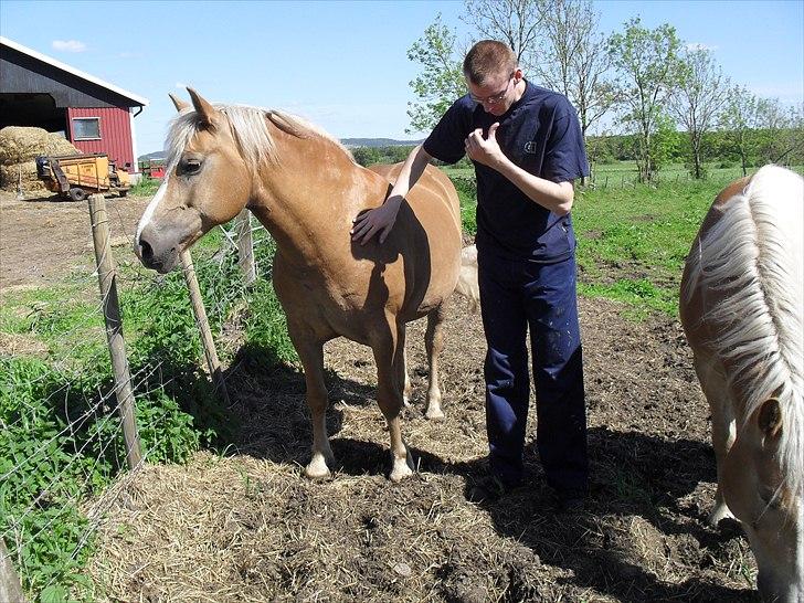 Haflinger Flikken billede 10