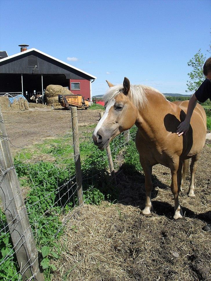 Haflinger Flikken billede 11