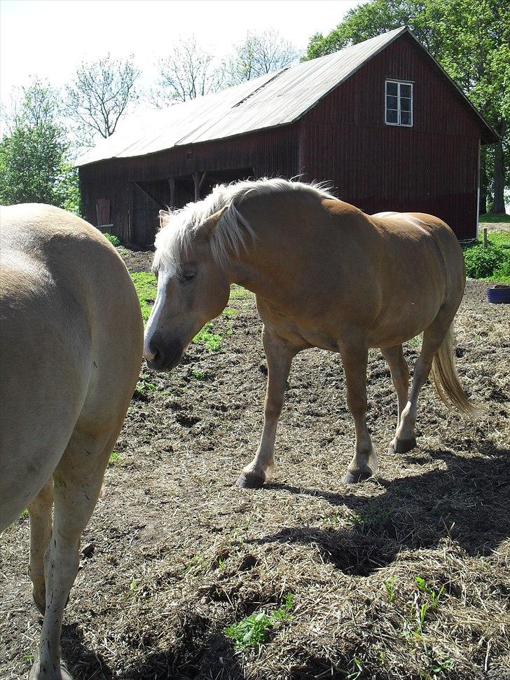 Haflinger Flikken billede 12