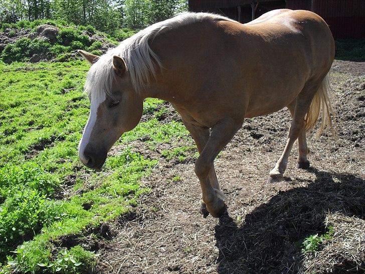 Haflinger Flikken billede 13