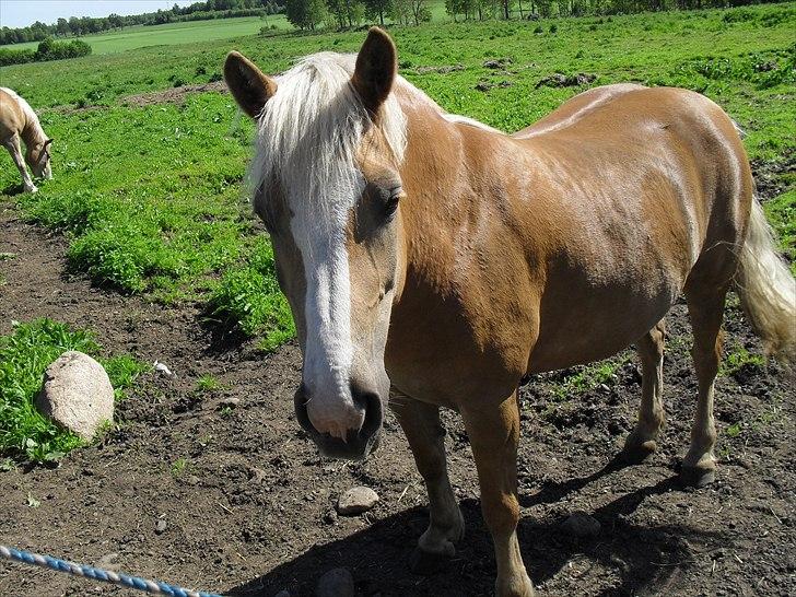 Haflinger Flikken billede 14