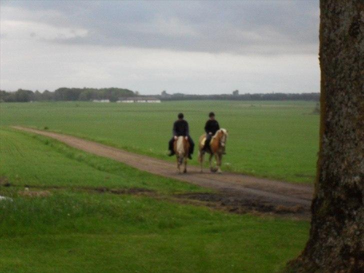 Haflinger Flikken billede 15