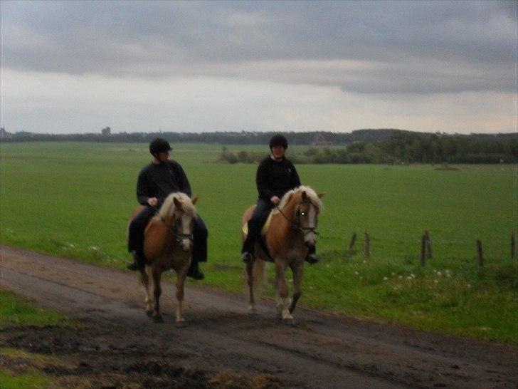 Haflinger Flikken billede 16