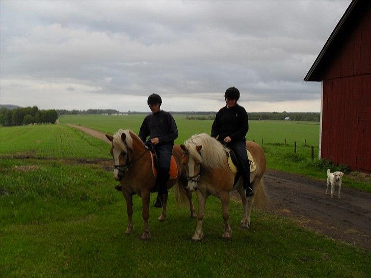 Haflinger Flikken billede 17