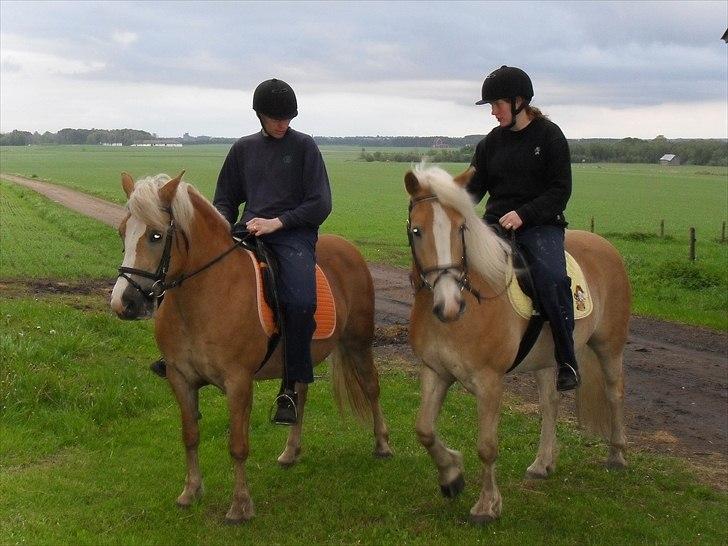 Haflinger Flikken billede 18