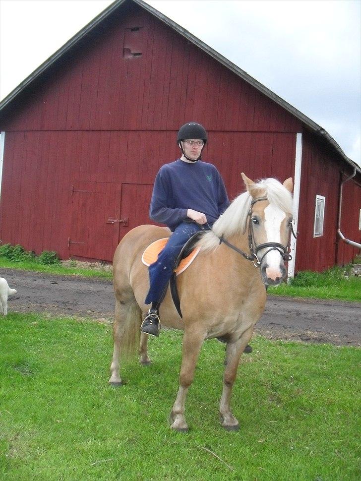 Haflinger Flikken billede 19
