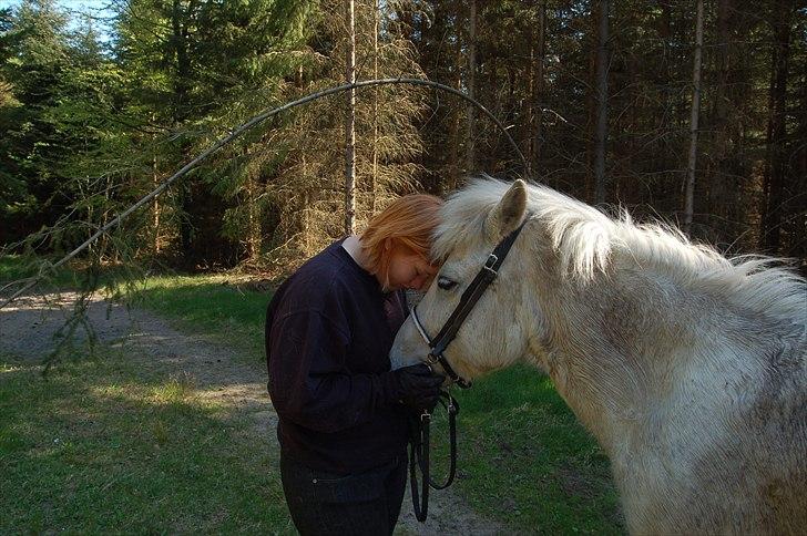 Islænder *Bára fra Stårup* R.I.P - Hvil i fred smukke :/ billede 20