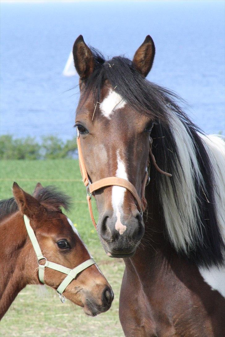 Anden særlig race Tinka billede 9