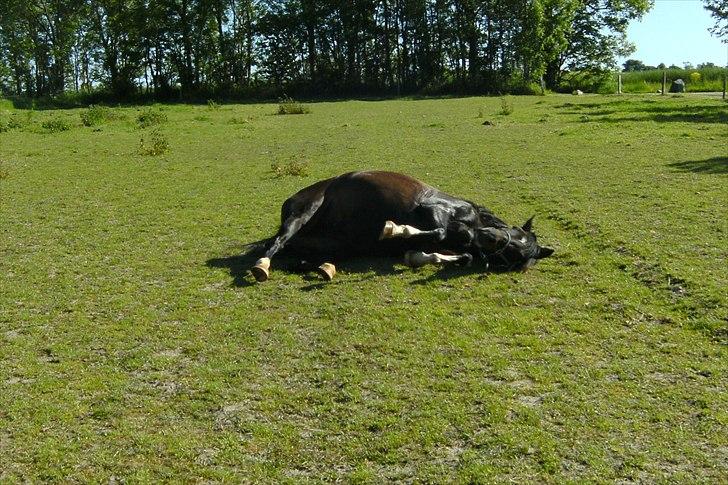 Anden særlig race Sillemoes Luci - Ahh 27 grader det er ikke til at holde ud :D
Fotograf: (Ditte) billede 11