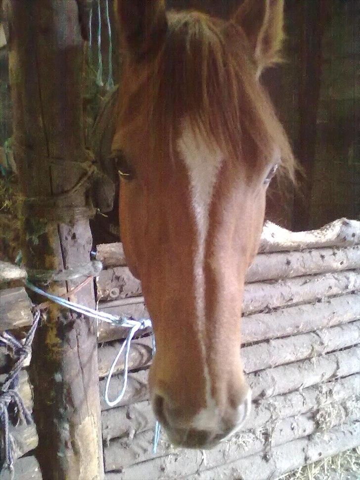 Dansk Varmblod Cape Coast billede 1