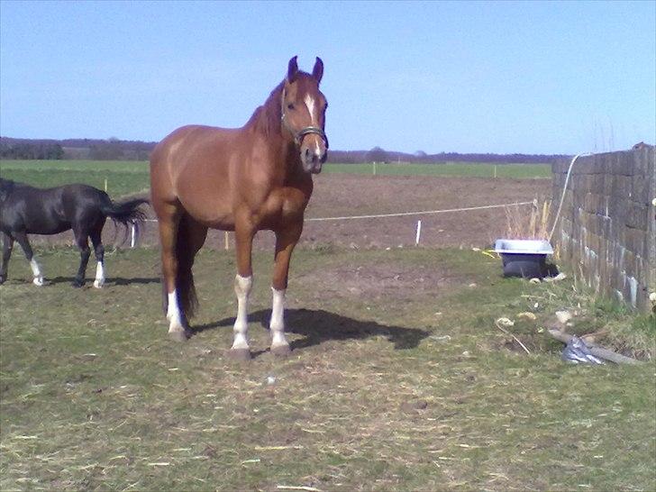 Dansk Varmblod Cape Coast billede 2