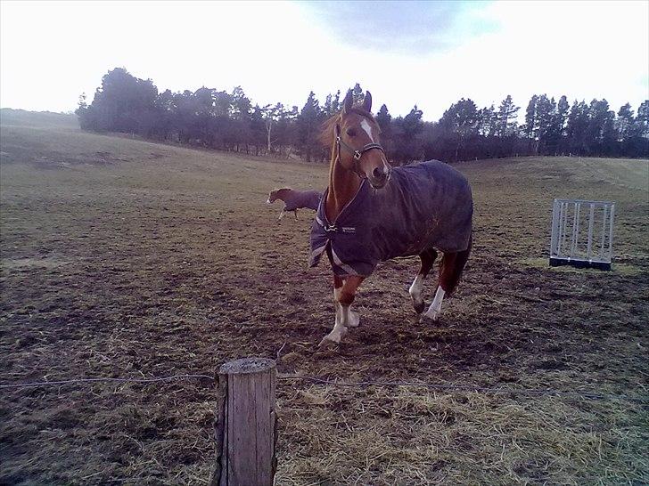 Dansk Varmblod Cape Coast - Uh ha det er lidt spændende. ! billede 3