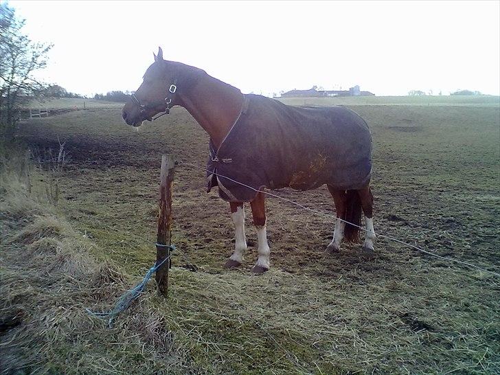 Dansk Varmblod Cape Coast billede 4