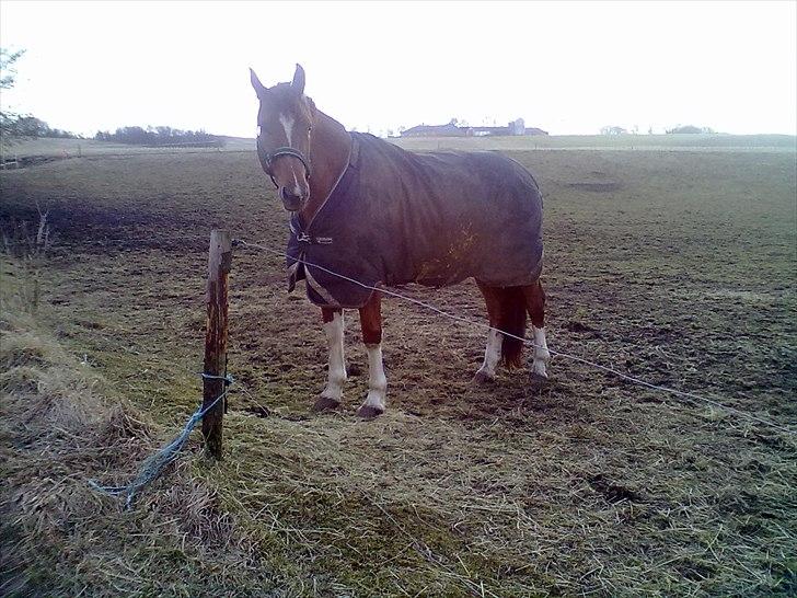 Dansk Varmblod Cape Coast billede 5