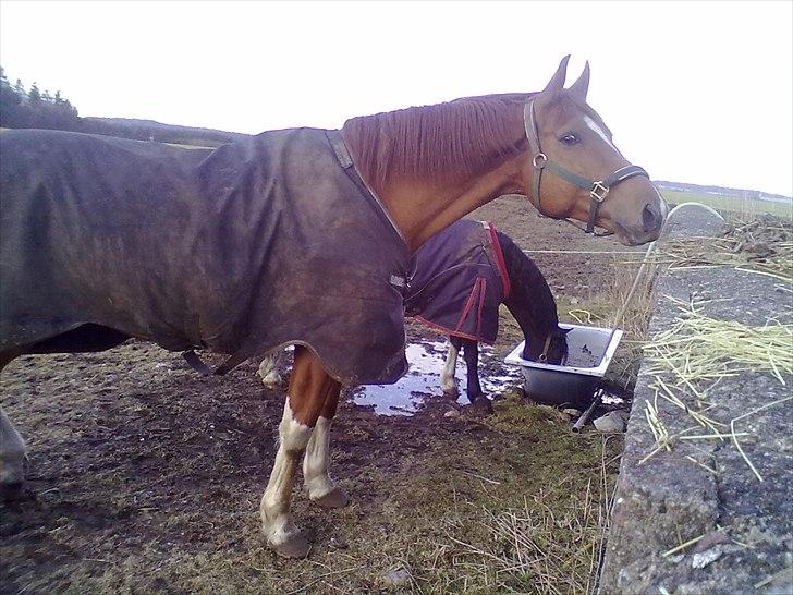 Dansk Varmblod Cape Coast - Cape og Meter nyder isen er væk fra drikkekaret. Dejligt med frisk " koldt " vand. ;o) billede 6