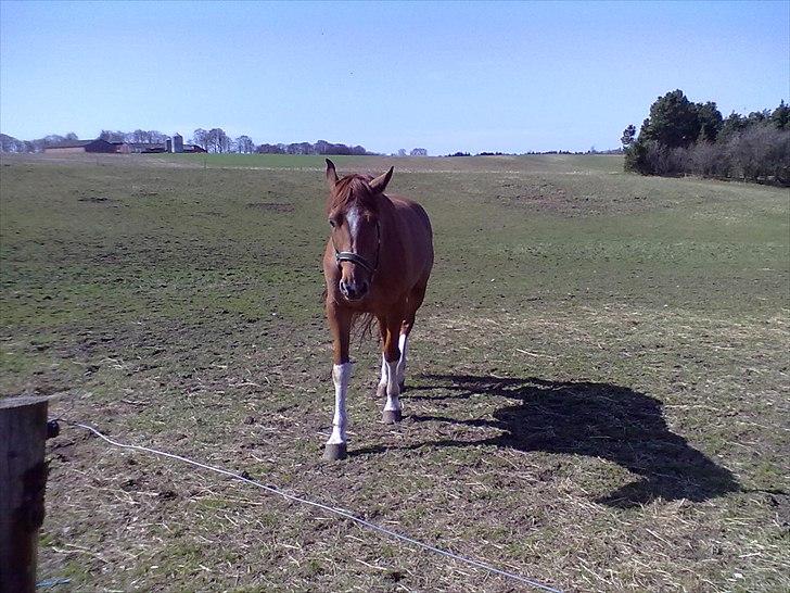 Dansk Varmblod Cape Coast - Kommer lige for at se hvad min mor har til min mave. Håber det er lækkert. :o) billede 7