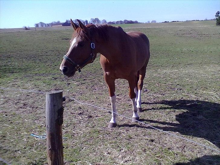 Dansk Varmblod Cape Coast billede 8