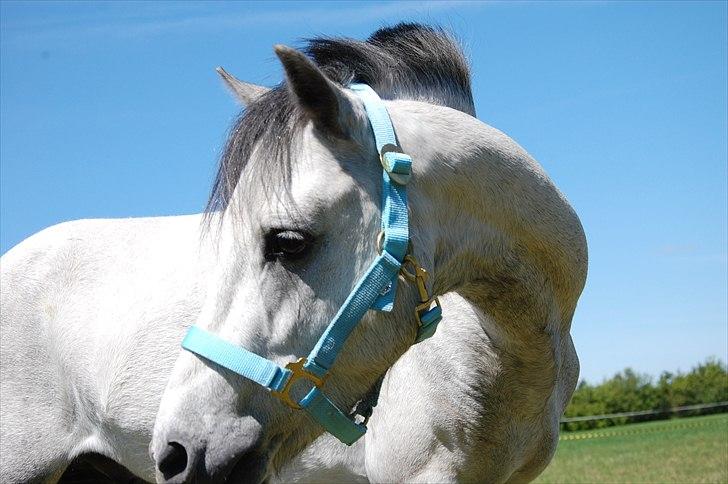 Welsh Pony af Cob-type (sec C) Stengaards Kahan *SOLGT* billede 10