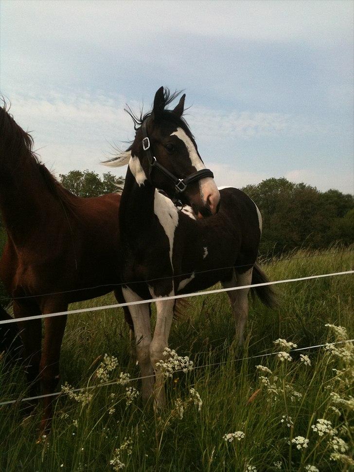 Pinto Take a chance himmelhest billede 1