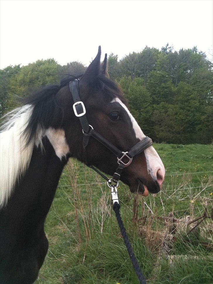 Pinto Take a chance himmelhest billede 2