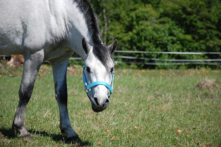 Welsh Pony af Cob-type (sec C) Stengaards Kahan *SOLGT* billede 11