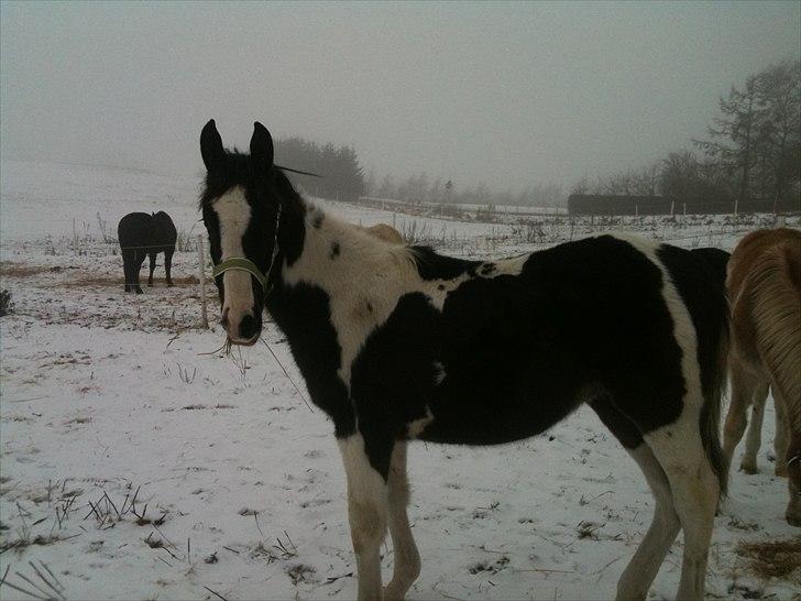 Pinto Take a chance himmelhest billede 3