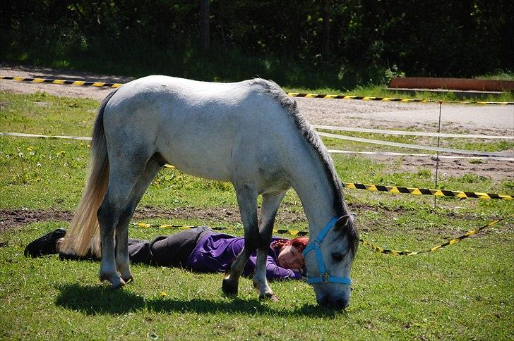 Welsh Pony af Cob-type (sec C) Stengaards Kahan *SOLGT* billede 12