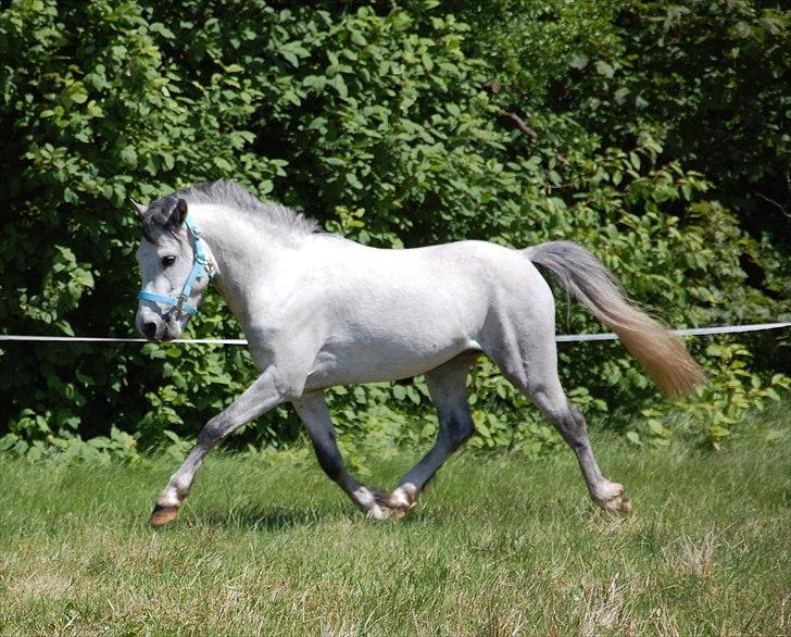 Welsh Pony af Cob-type (sec C) Stengaards Kahan *SOLGT* billede 13