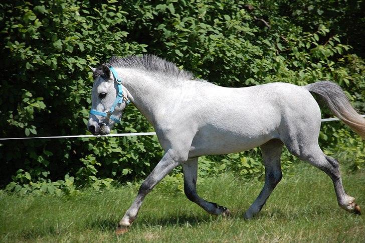 Welsh Pony af Cob-type (sec C) Stengaards Kahan *SOLGT* billede 14