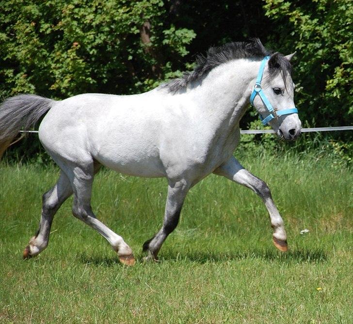 Welsh Pony af Cob-type (sec C) Stengaards Kahan *SOLGT* billede 15