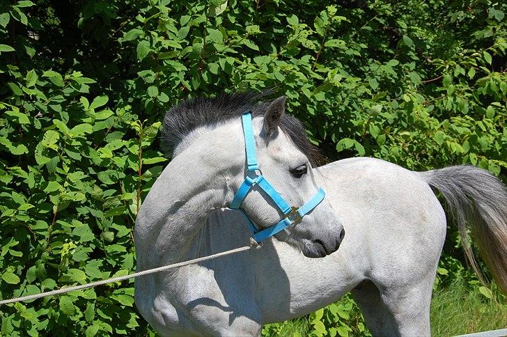 Welsh Pony af Cob-type (sec C) Stengaards Kahan *SOLGT* billede 17