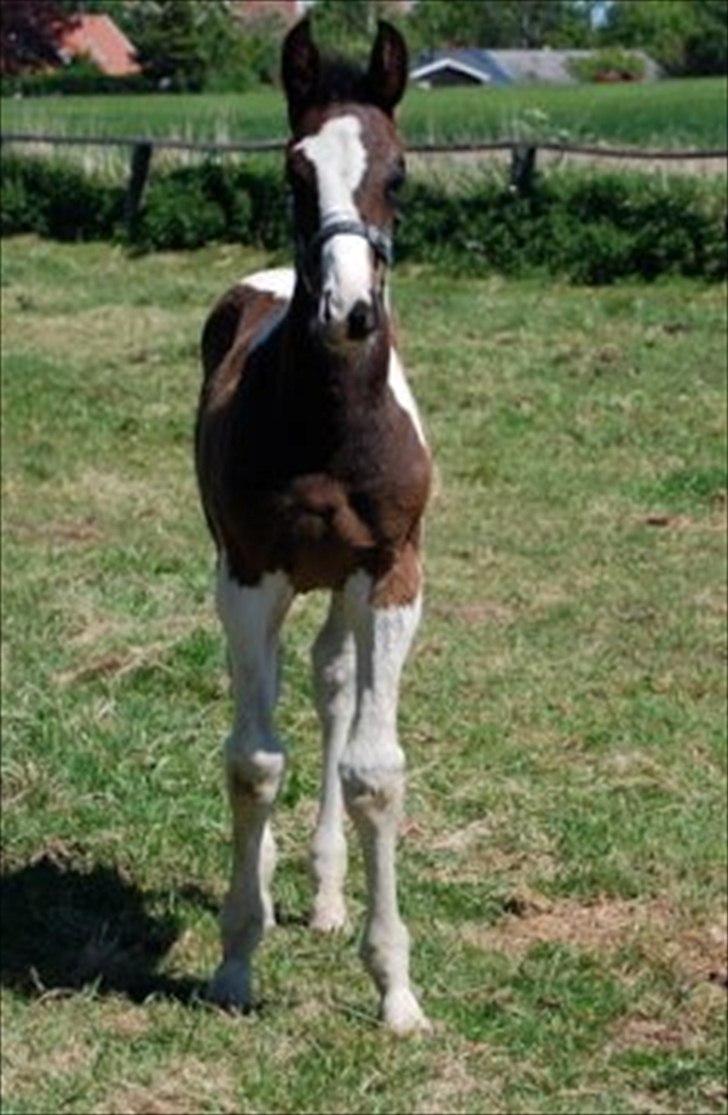 Pinto Take a chance himmelhest billede 4