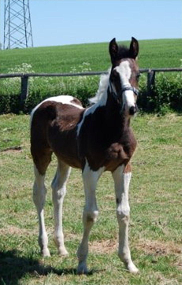 Pinto Take a chance himmelhest billede 5