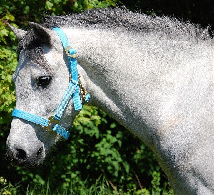 Welsh Pony af Cob-type (sec C) Stengaards Kahan *SOLGT* billede 1