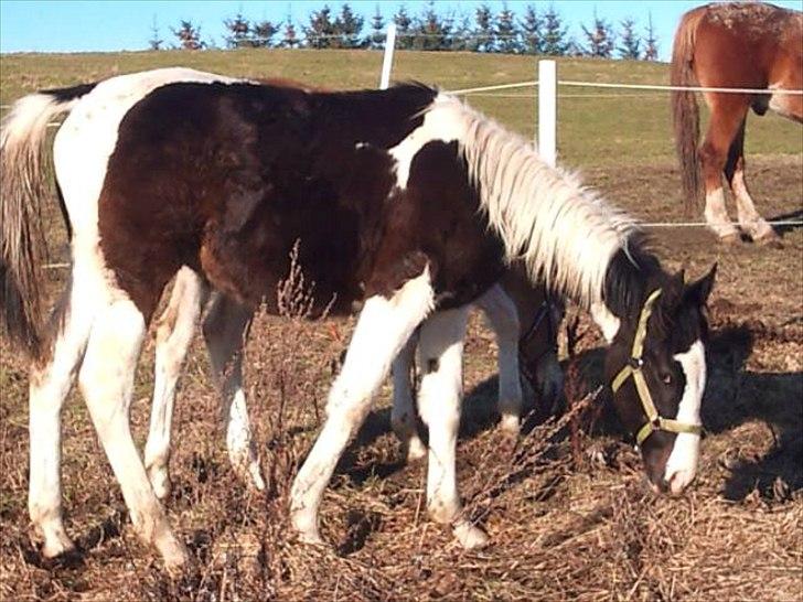 Pinto Take a chance himmelhest billede 6