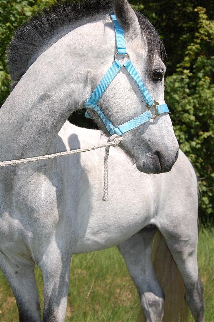 Welsh Pony af Cob-type (sec C) Stengaards Kahan *SOLGT* billede 8