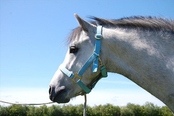 Welsh Pony af Cob-type (sec C) Stengaards Kahan *SOLGT* billede 7