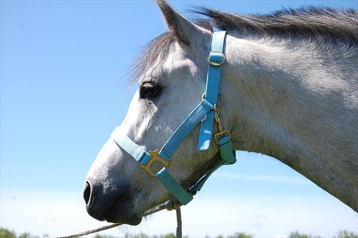 Welsh Pony af Cob-type (sec C) Stengaards Kahan *SOLGT* billede 9