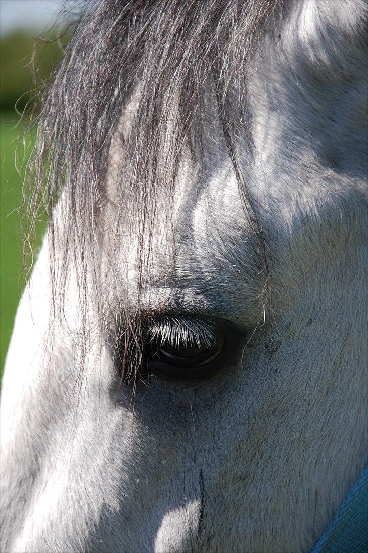 Welsh Pony af Cob-type (sec C) Stengaards Kahan *SOLGT* billede 6