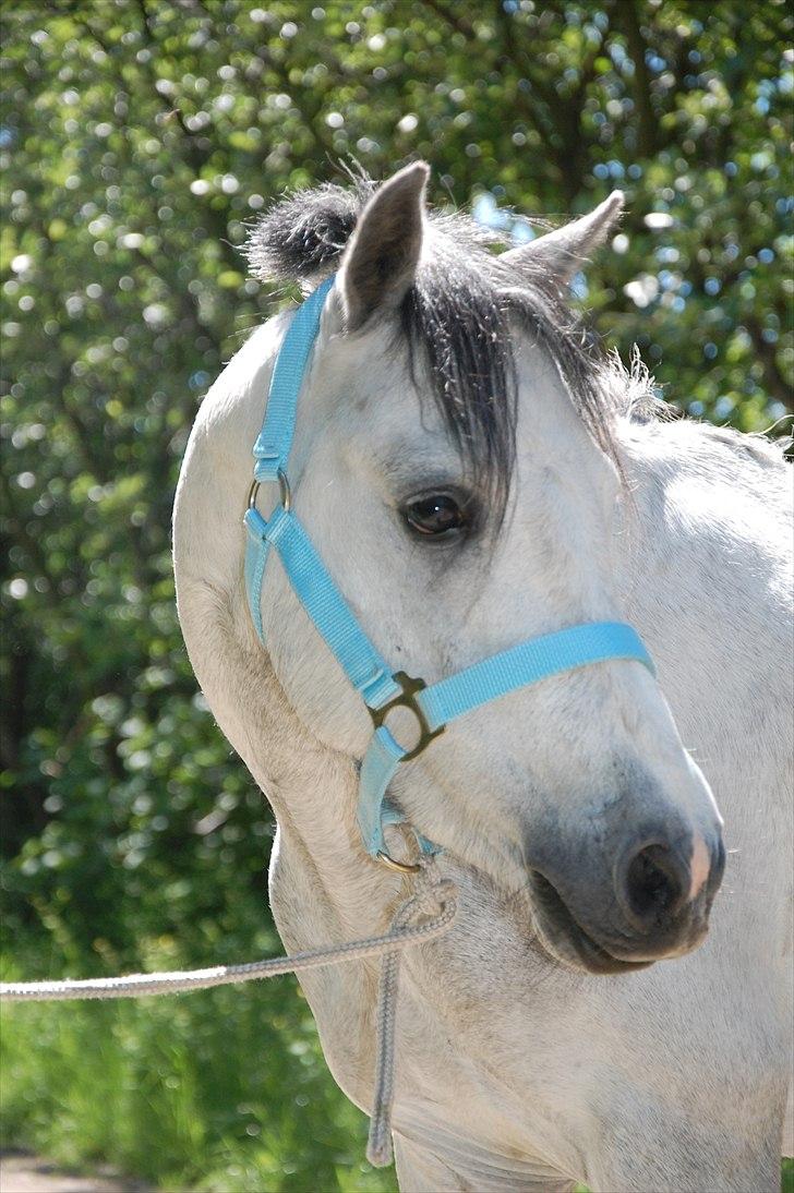 Welsh Pony af Cob-type (sec C) Stengaards Kahan *SOLGT* billede 5