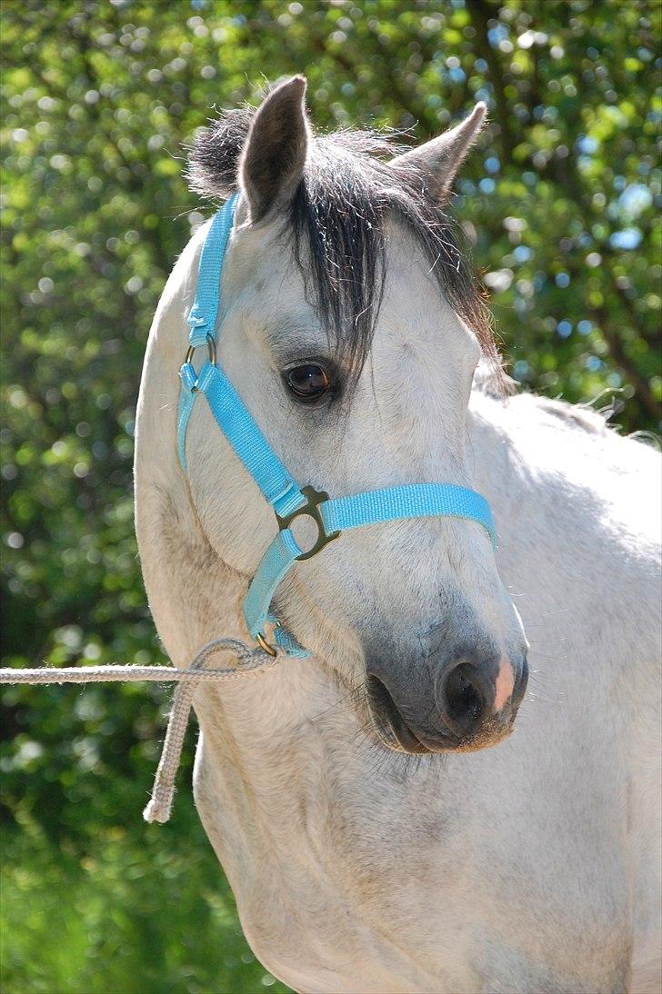 Welsh Pony af Cob-type (sec C) Stengaards Kahan *SOLGT* billede 2