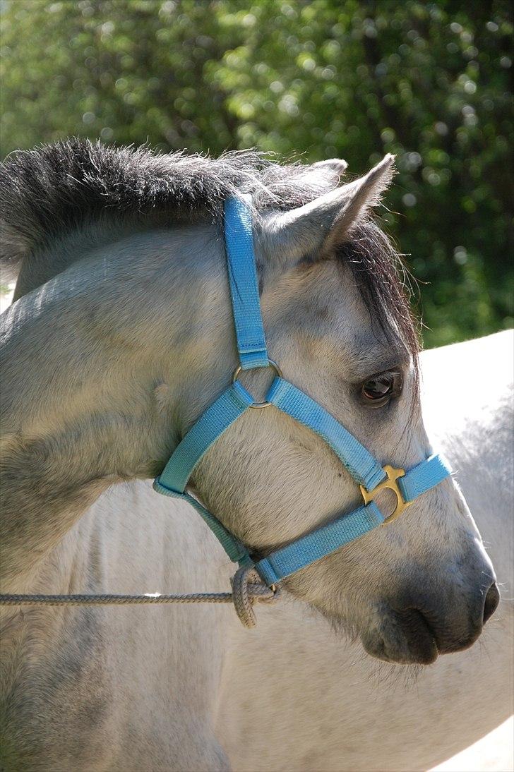 Welsh Pony af Cob-type (sec C) Stengaards Kahan *SOLGT* billede 3