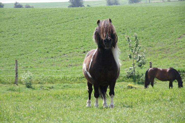 Shetlænder Ferrari  - D. 30 maj 2011
Han kan posere!  billede 2