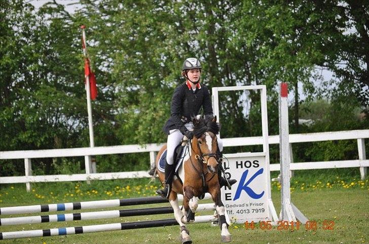 Anden særlig race Color solgt - Omspringning LC<3 billede 18