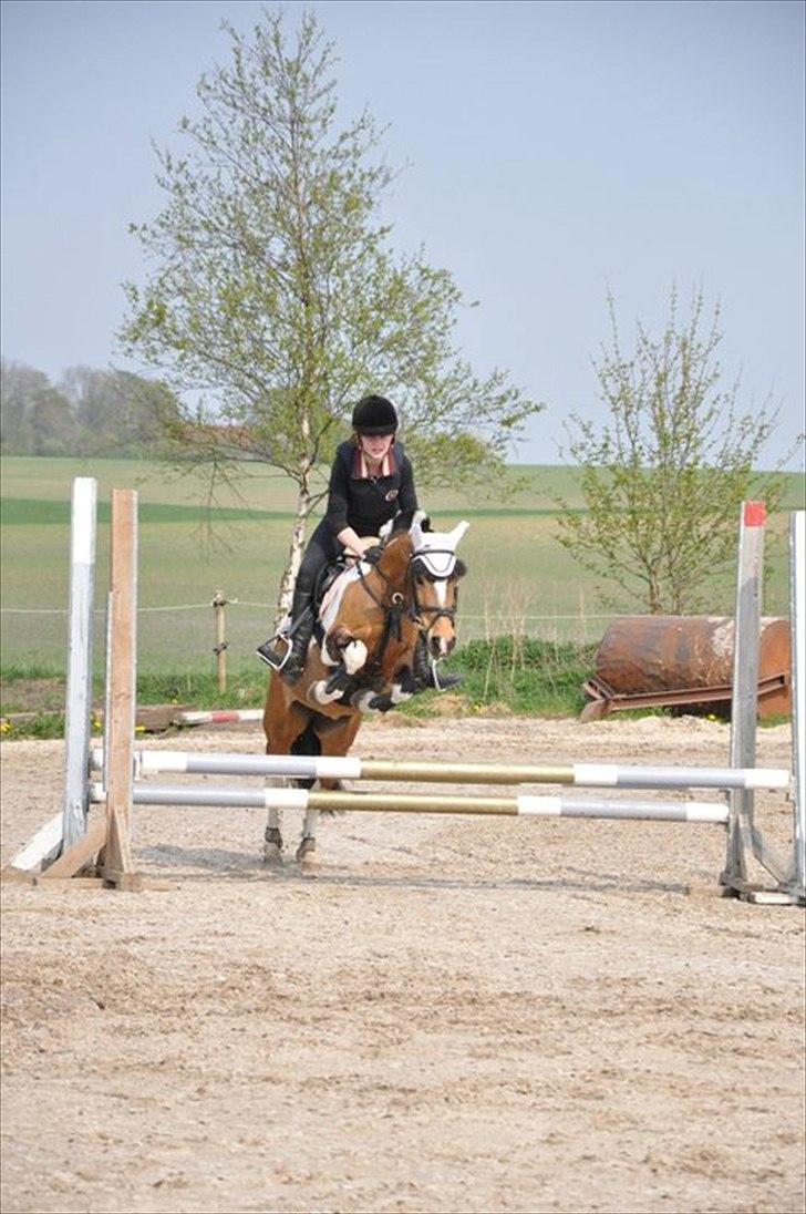 Anden særlig race Color solgt - Træning<3 billede 3