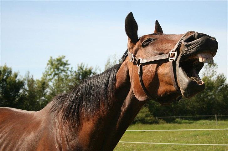 Anden særlig race Iberia S 3 *For evigt elsket <3* - Ha ha hvor er hun kær :D billede 28