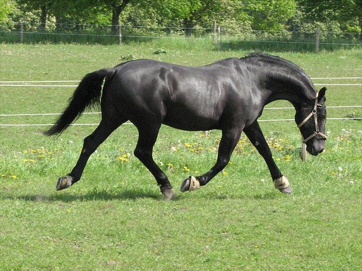 Oldenborg Max himmelhest - totalt hingst her... synes han selv billede 1
