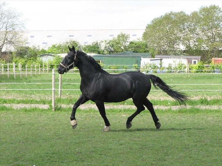 Oldenborg Max himmelhest billede 2