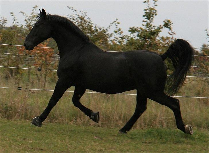Oldenborg Max himmelhest - tjek mig lige ud billede 3